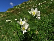 15 Anemonastrum narcissiflorum (Anemone narcissino) 